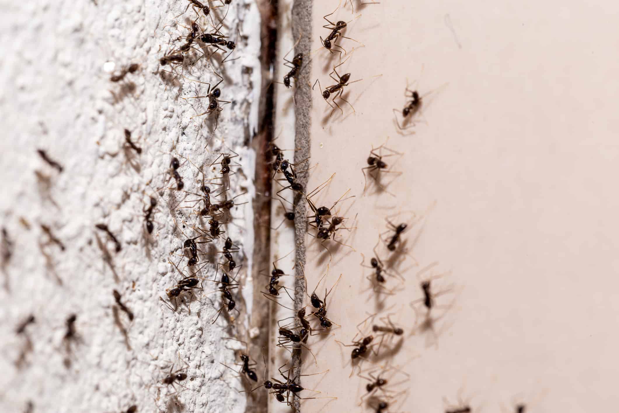 insetti sul muro, che escono attraverso la fessura nel muro, dolce infestazione di formiche all'interno