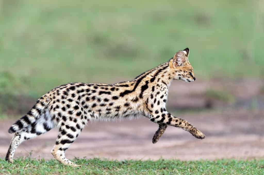 Gatto Serval in corsa nella calda luce del mattino - Masai Mara, Kenya