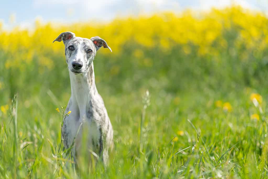 giovane, grazioso Whippet davanti a un campo di colza gialla