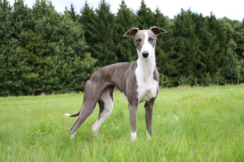 ritratto di whippet nel parco