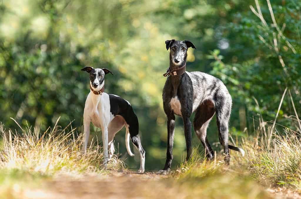 Due levrieri su un sentiero nel bosco