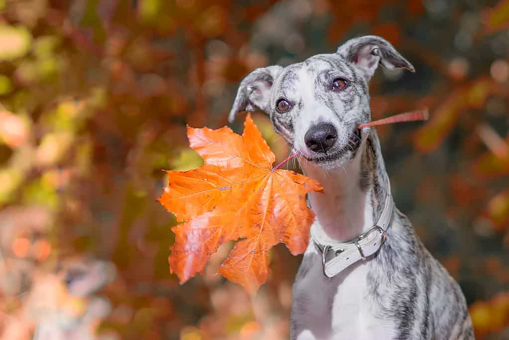 Whippet sorridente si siede nella foresta con una foglia d'acero arancione in bocca e guarda la telecamera