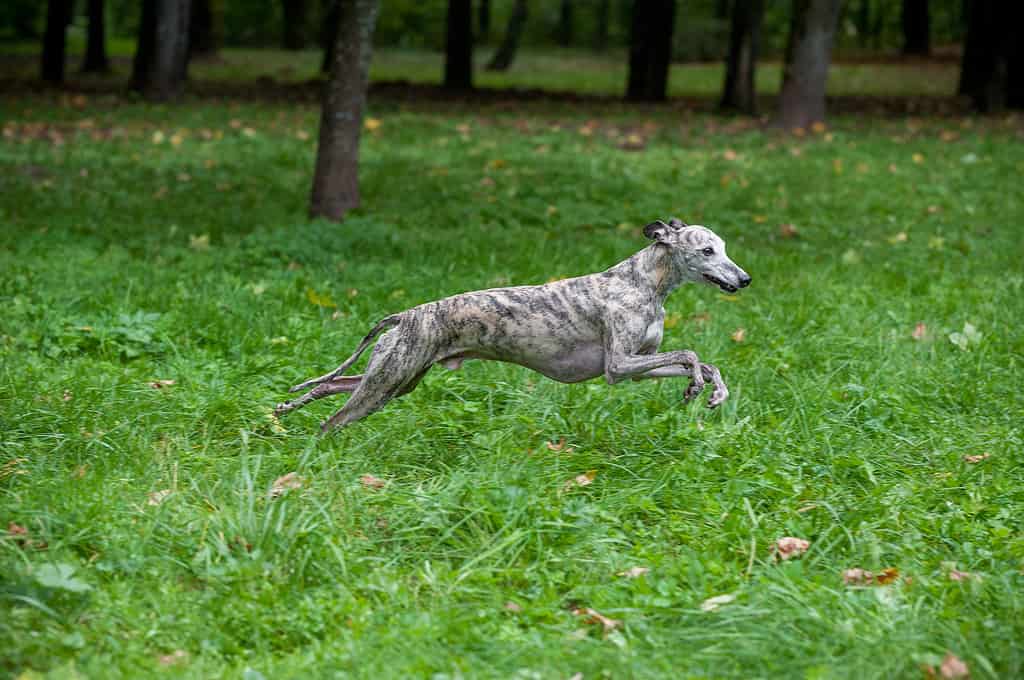 Cane Whippet che corre sull'erba.