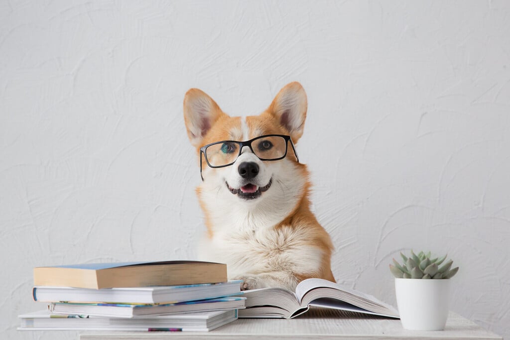 Cane corgi intelligente e divertente con gli occhiali seduto con libri, leggendo e studiando sorridente su sfondo bianco