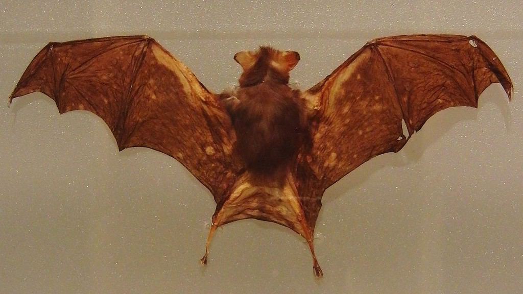 Il pipistrello calabrone (Craseonycteris thonglongyai), noto anche come pipistrello dal naso di maiale di Kitti, è una specie di pipistrello in via di estinzione.