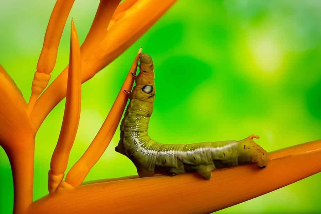 Caterpillar Sphinx Moth rivestito di bianco (Hyles lineata) klimbe su heliconia gialla su sfondo verde