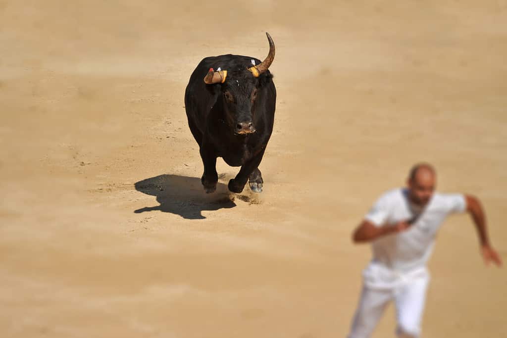 Toro furioso nell'arena della corrida che corre vicino a un uomo