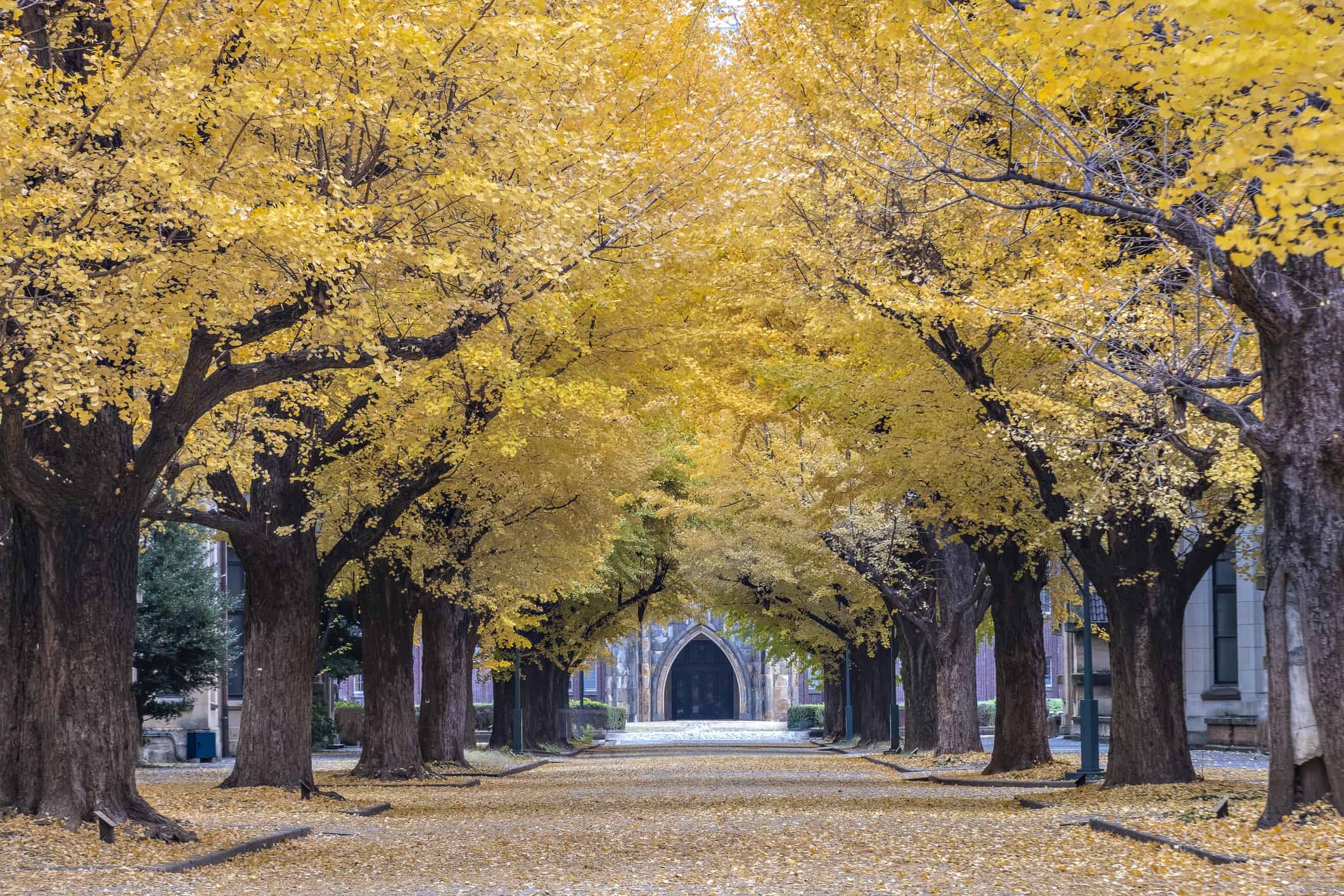 Tunnel autunnale degli alberi di Gingkoes presso l'Università di Tokyo