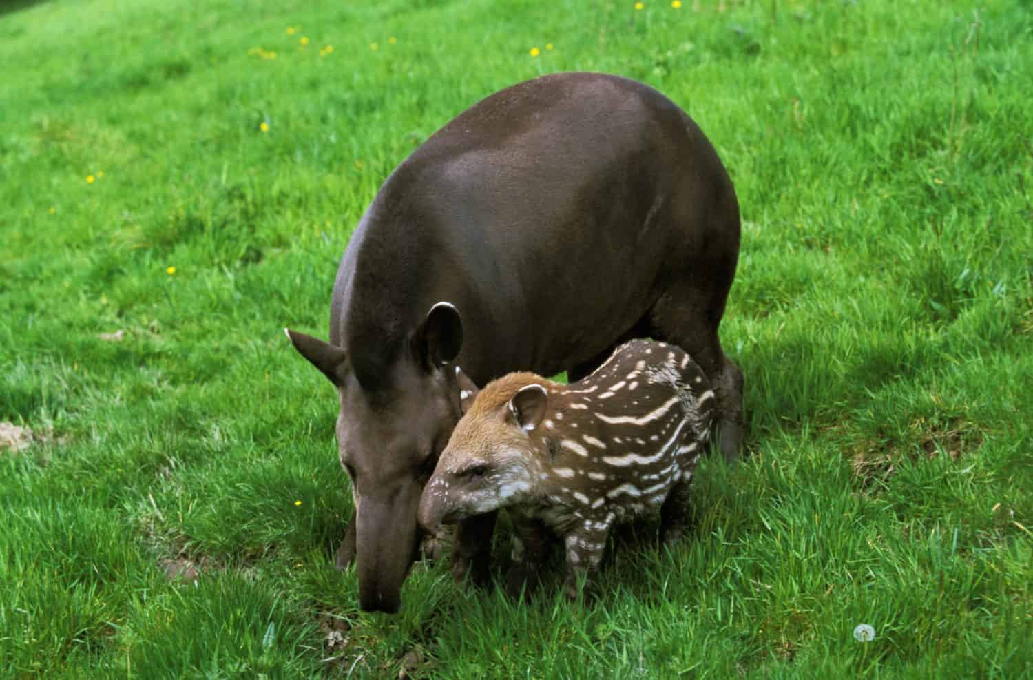 Tapiro di pianura, tapirus terrestris, femmina con vitello  