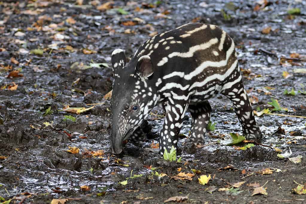 Tapiro