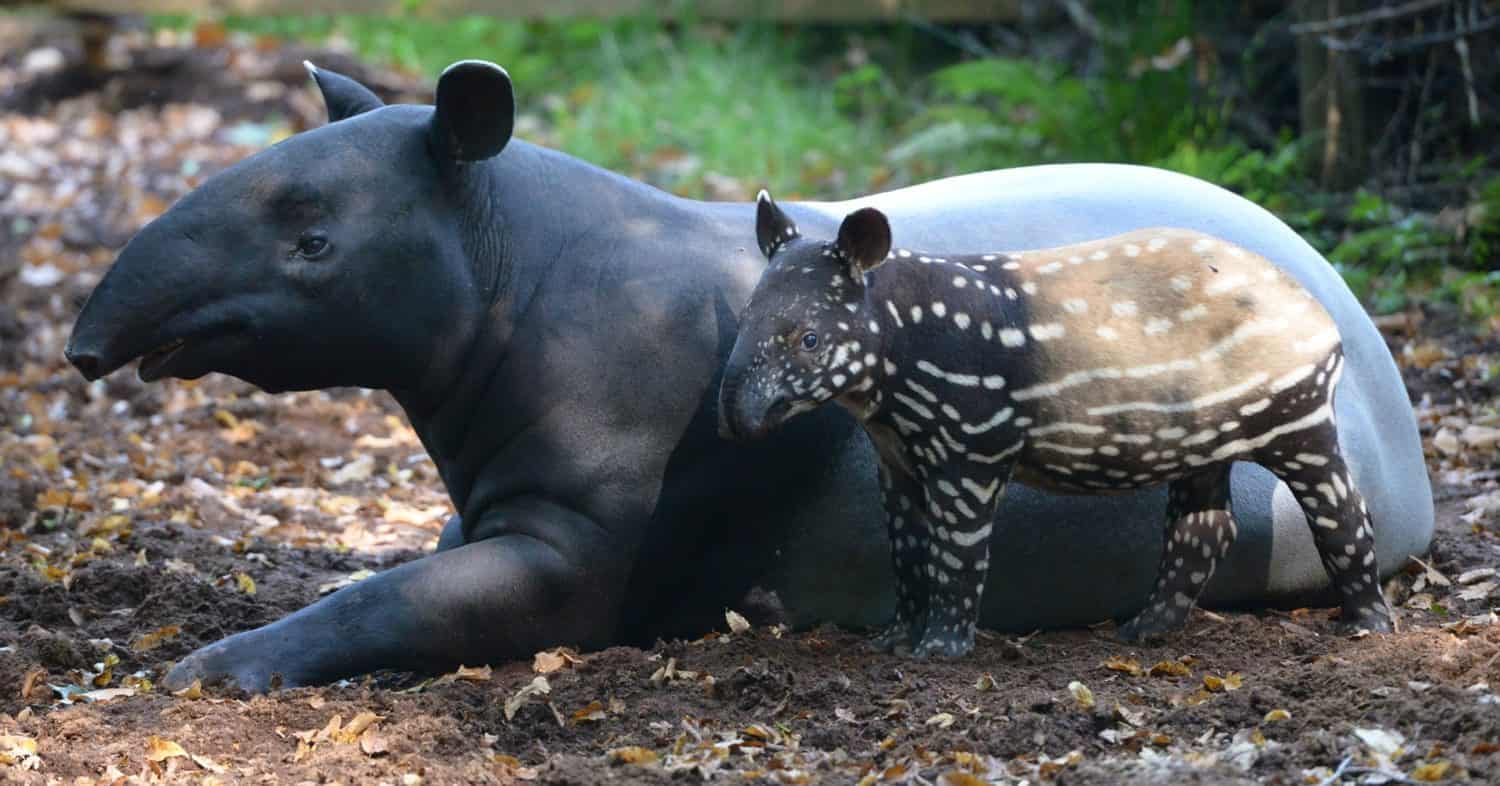 Tapiro maleseAnimale l'unica specie di tapiro vivente al di fuori delle Americhe.  È originario del sud-est asiatico dalla penisola malese a Sumatra
