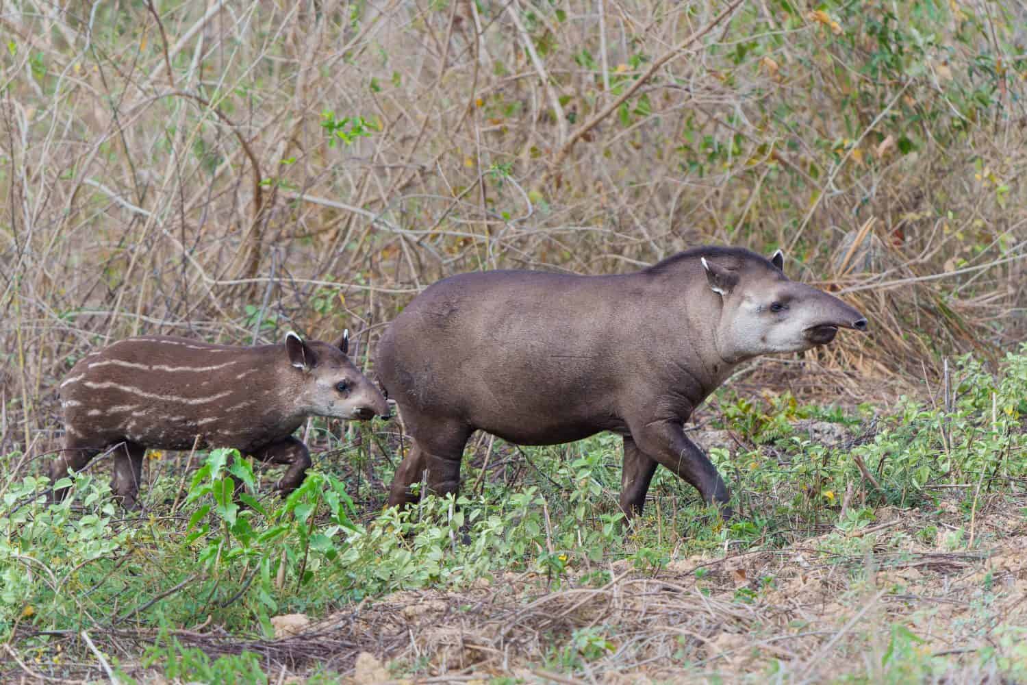 Mamma Tapiro e il suo simpatico vitello a strisce.  Questi tapiri sudamericani (Tapirus terrestris), comunemente chiamati anche tapiro brasiliano, cercavano frutti nel Pantanal settentrionale in Brasile.