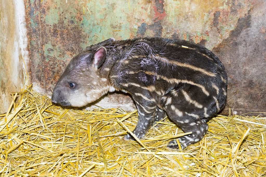 Tapiro di pianura appena nato (Tapirus terrestris)