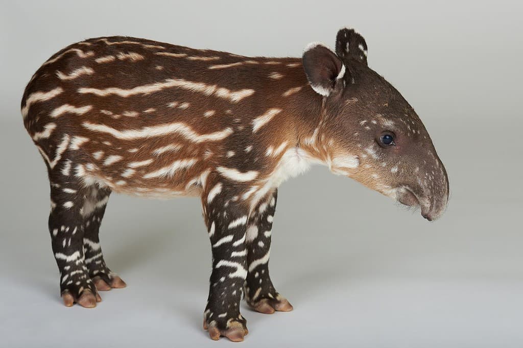 Vista laterale del tapiro del bambino che sta sul backgropund bianco