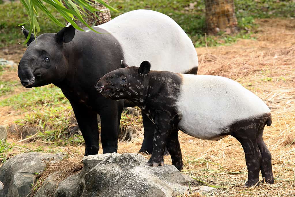 Tapiro della Malesia (Tapirus indicus)