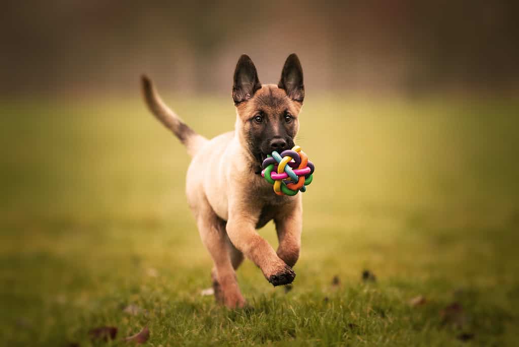 Foto con messa a fuoco selettiva di un adorabile cucciolo belga malinois che gioca con una palla