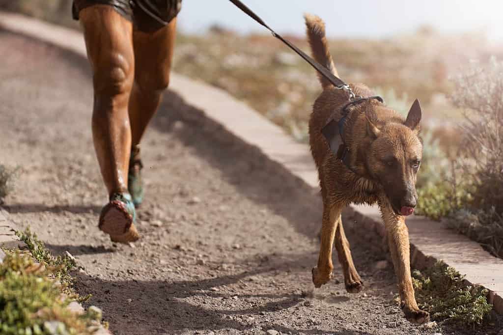 Il cane e il suo proprietario partecipano a una famosa gara di canicross.  Gara di canicross mushing.  Attività sportiva all'aperto.  Il Malinois belga insieme al proprietario.  Percorso a ostacoli per cani e corridori