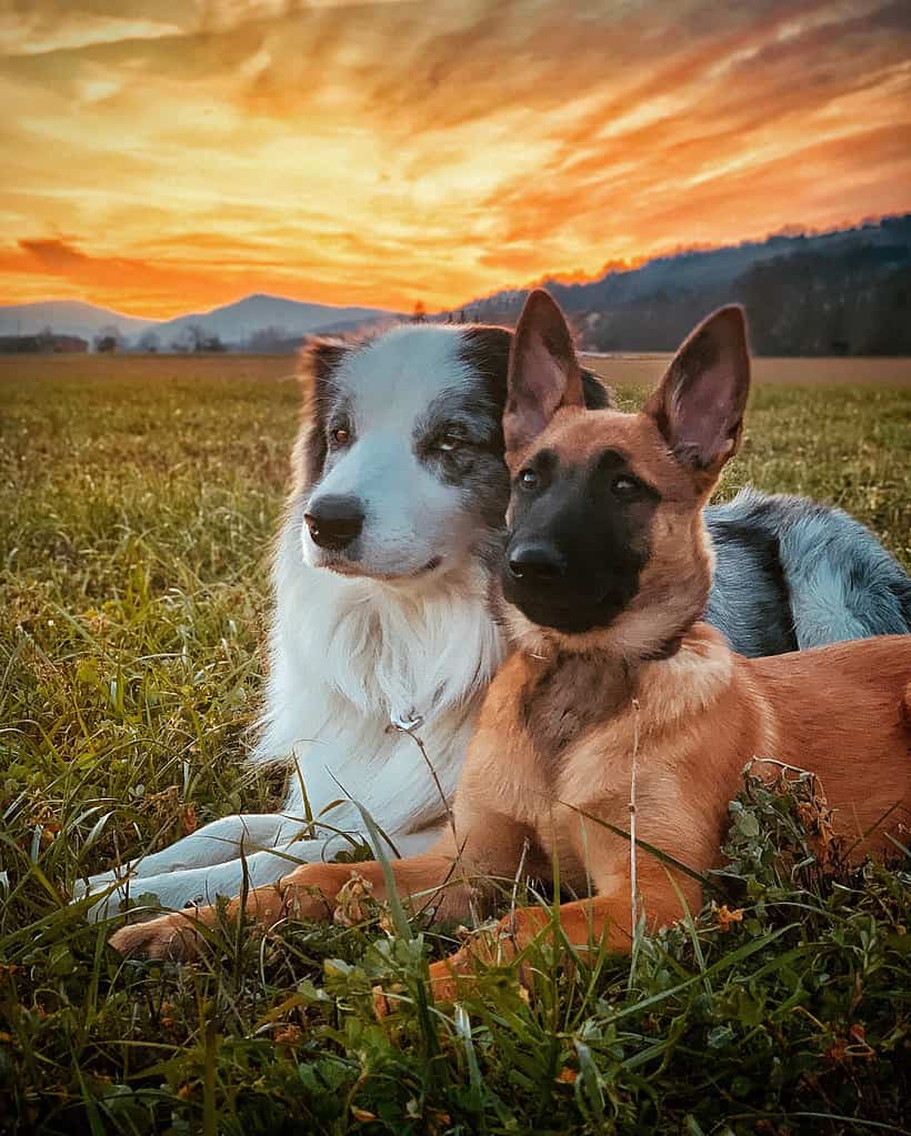 2 migliori amici, un border collie blue merle e un cucciolo di pastore belga malinois