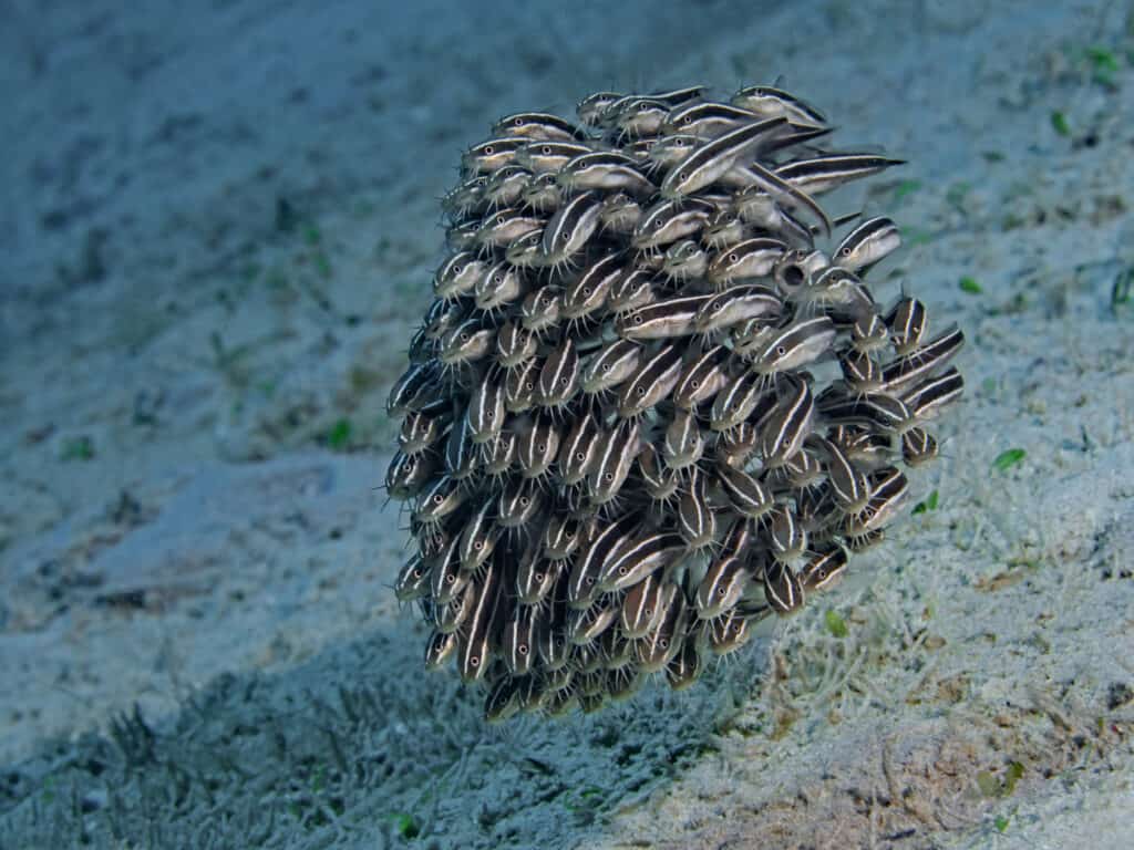 Banco di pesce gatto dell'anguilla striata, Gestreifte Korallenwelse (Plotosus lineatus)