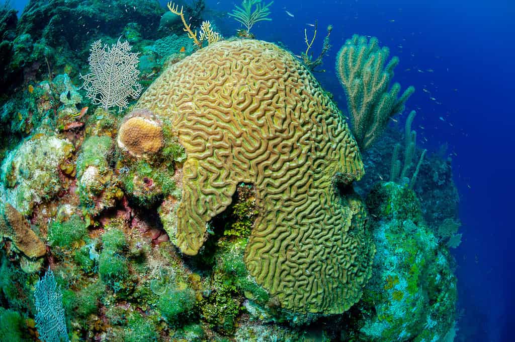 Corallo cervello boulder o corallo cervello a grandi scanalature (Colpophyllia natans) Roatan, Honduras