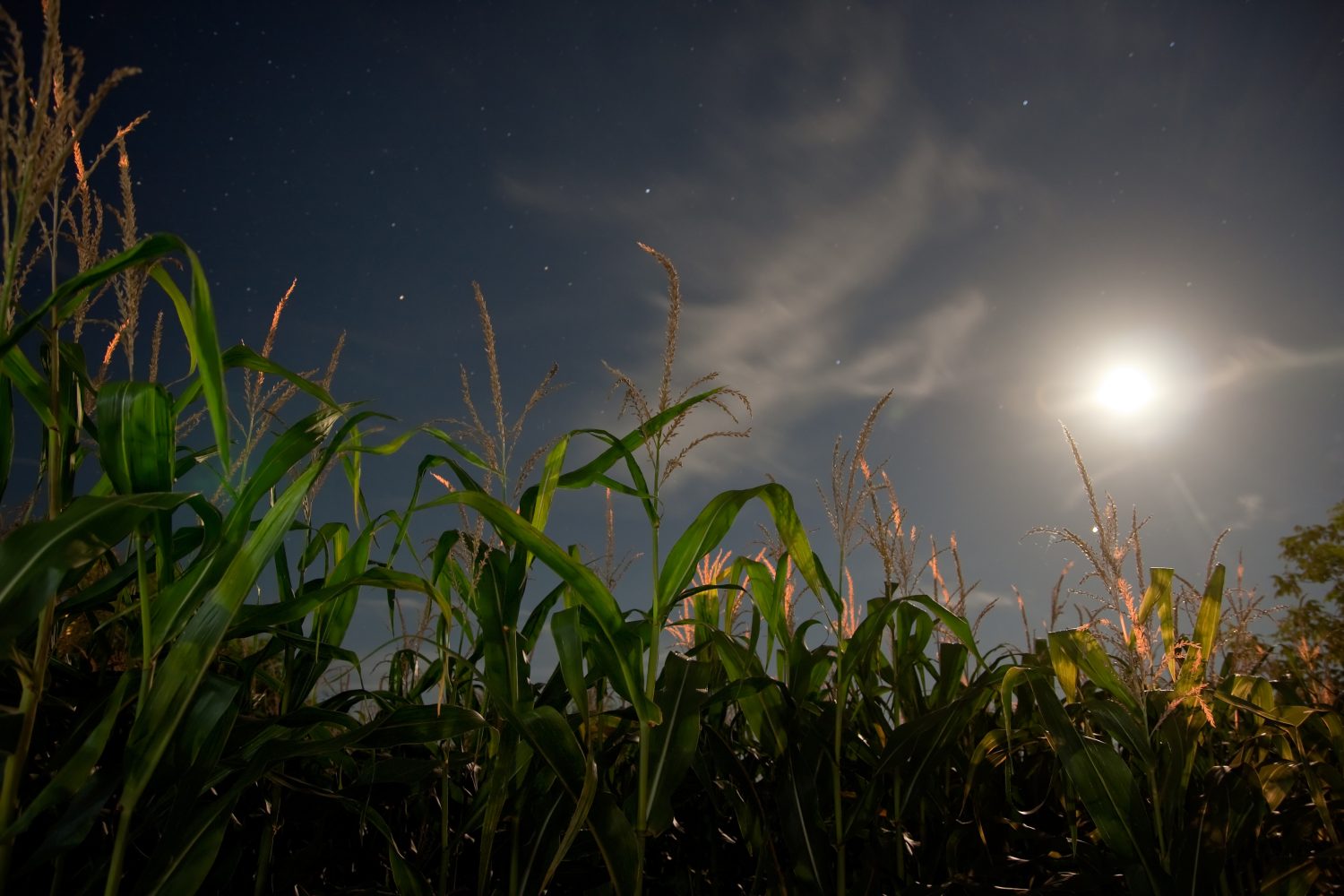 campo di mais al chiaro di luna