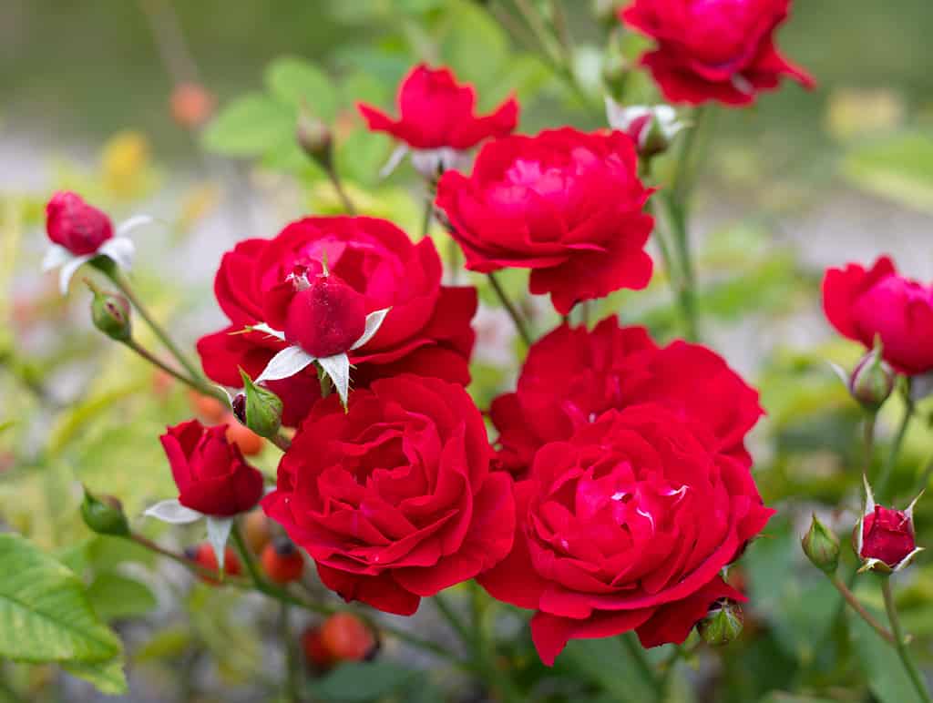Rose rosse in un giardino soleggiato