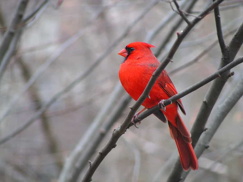 Cardinale maschio in inverno