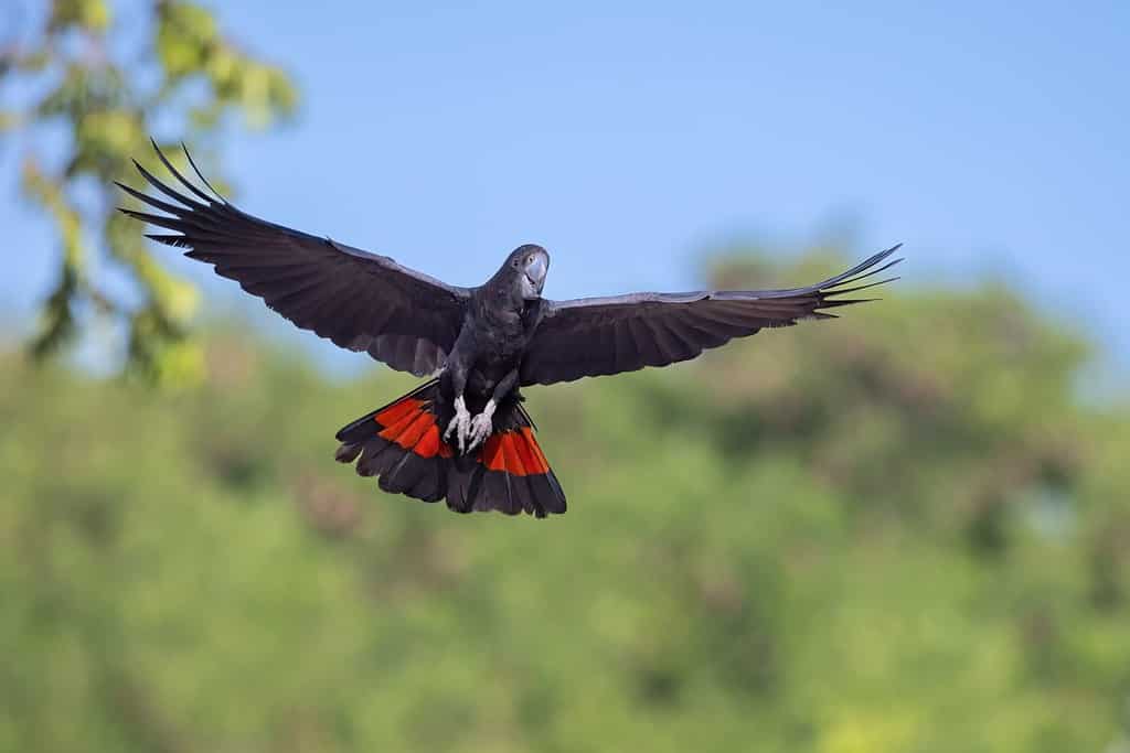 Cacatua nero dalla coda rossa in volo