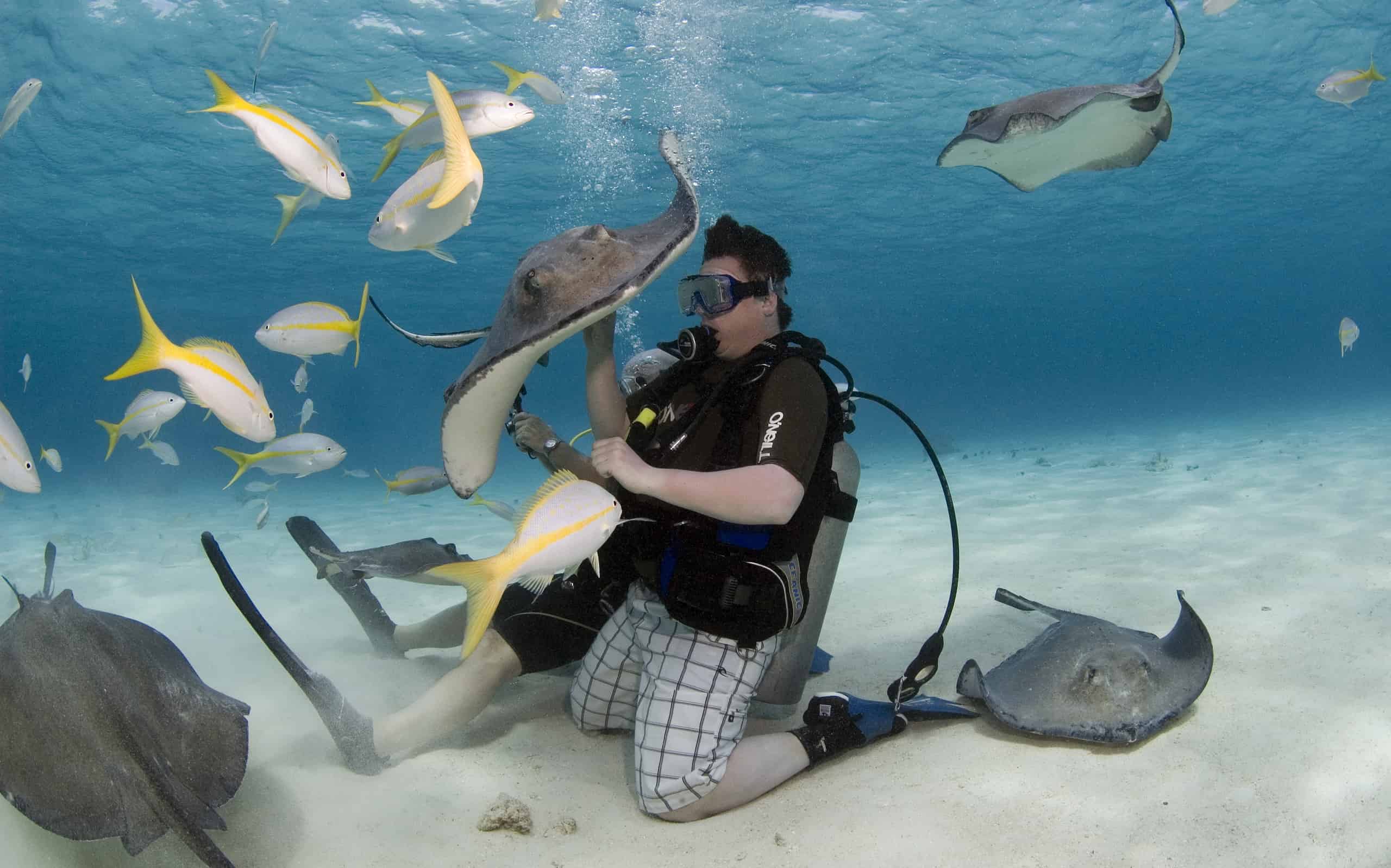I sub e gli amanti dello snorkeling possono interagire con le razze selvatiche allo Stingray City Sandbar - Grand Cayman