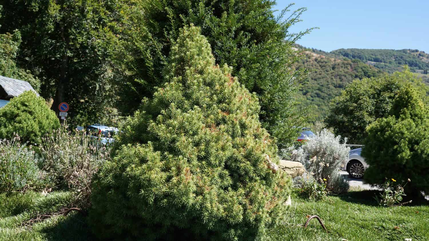 Abete bianco (Picea glauca), nel giardino.  Pianta decorativa nel parco pubblico.  Stagione estiva