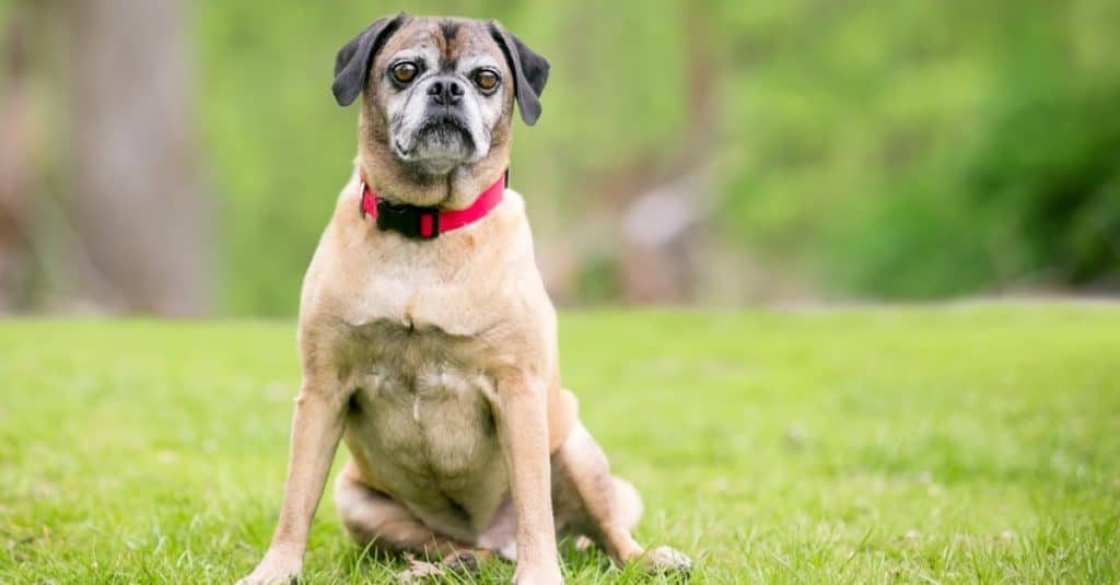 Un cane di razza mista Pug x Beagle, noto anche come "Puggle", che indossa un collare rosso all