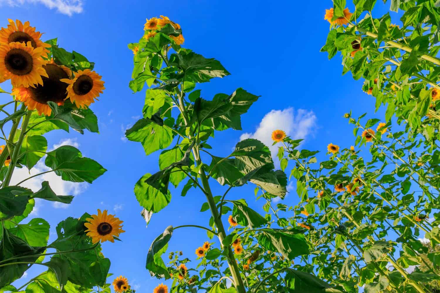 Enormi girasoli che crescono alti e belli in un campo soleggiato nella campagna del Worcestershire durante l'estate con sfondo azzurro