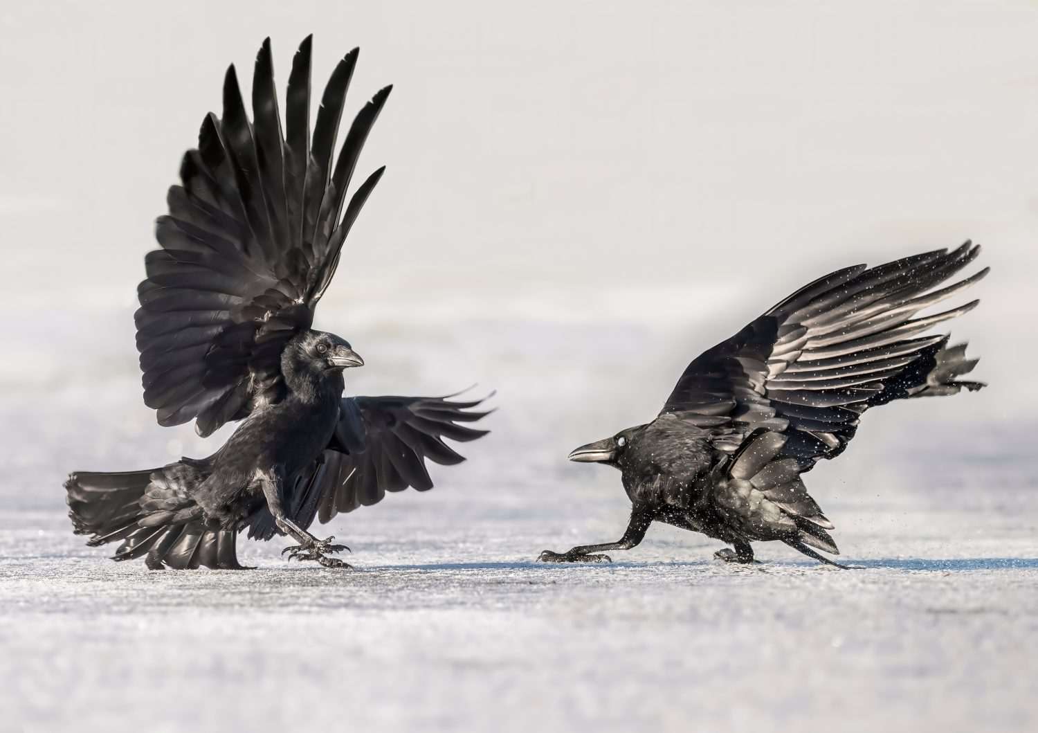 Corvi che combattono sul ghiaccio, da vicino, in Scozia in inverno