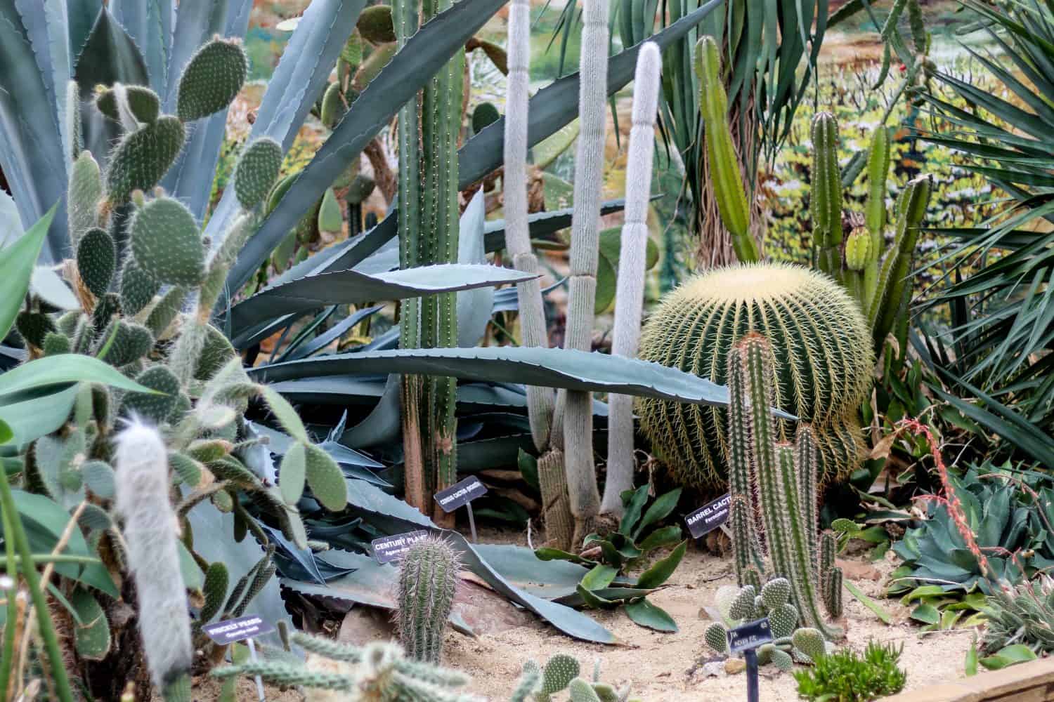 Giardino dei cactus del deserto nella serra Rockefeller a Cleveland, Ohio