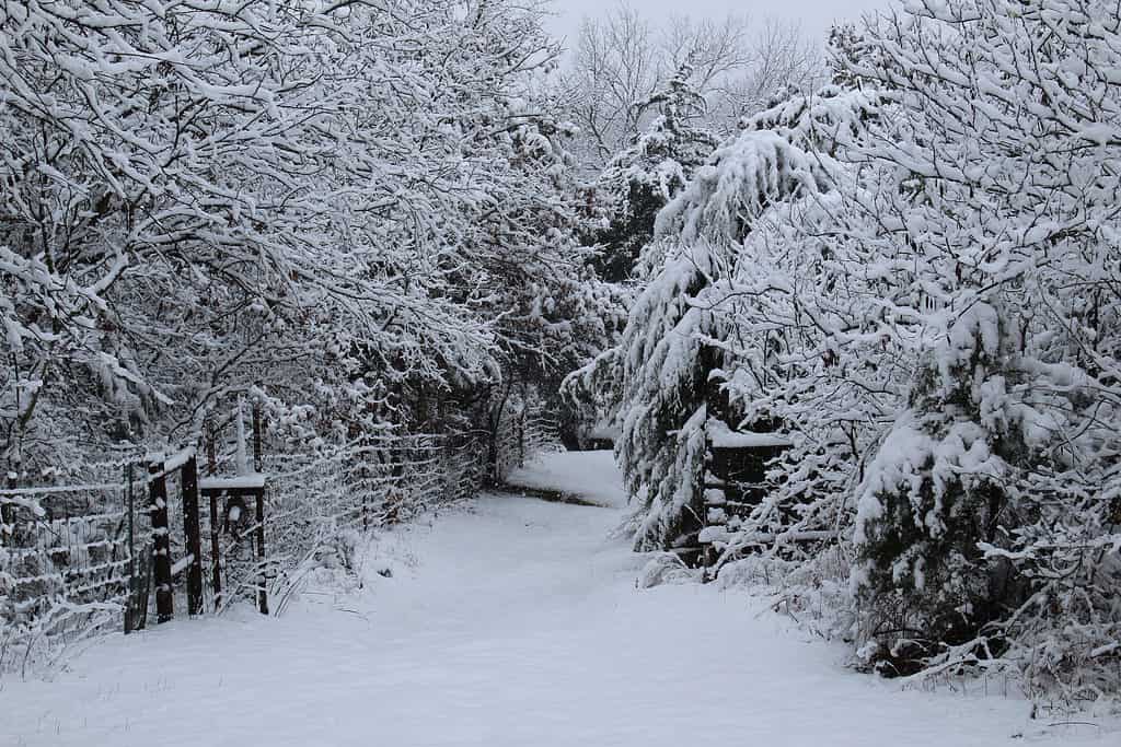 Neve in Oklahoma