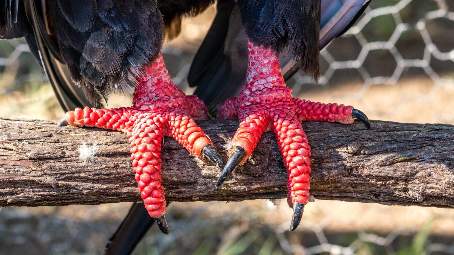 artigli o artigli dell'aquila bateleur africana