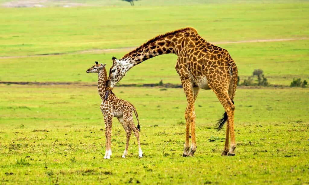 Situazione di stallo tra una mamma giraffa e un branco di leoni