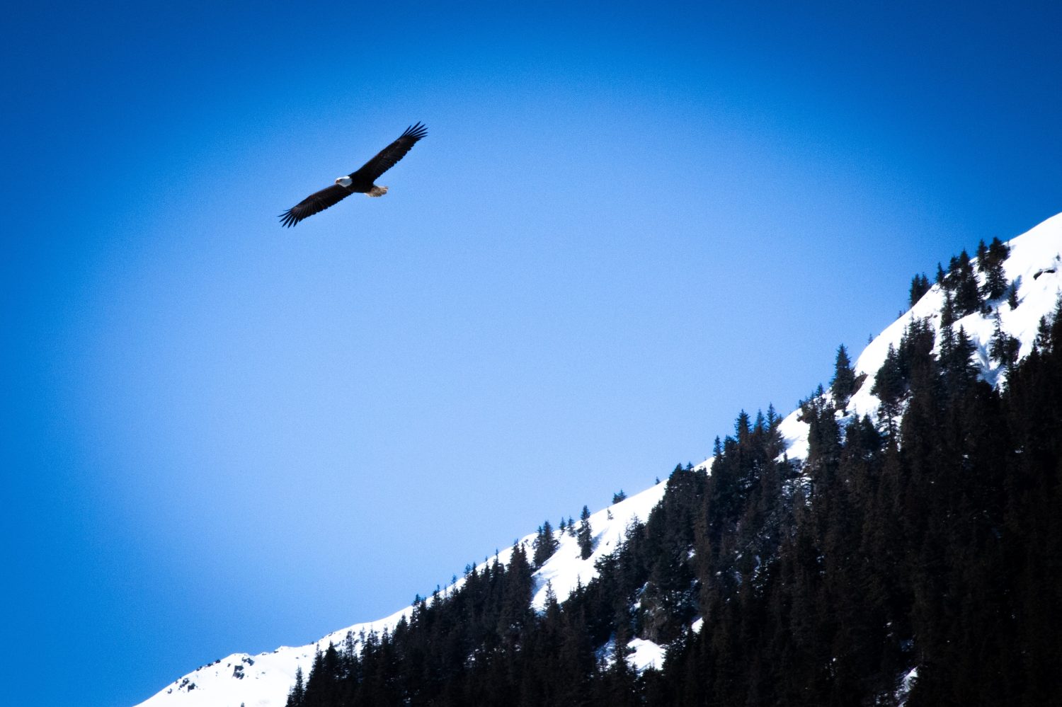 Aquila calva americana nell'Alaska Seward Lowell Point