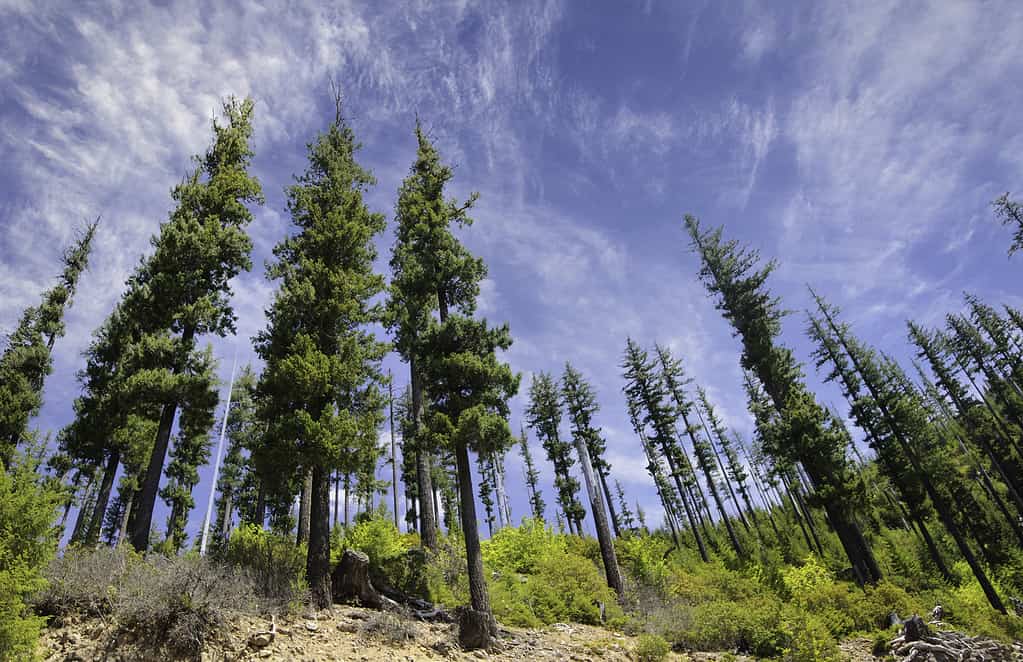 Abete Di Douglas Per Raggiungere Il Cielo, Oregon Occidentale