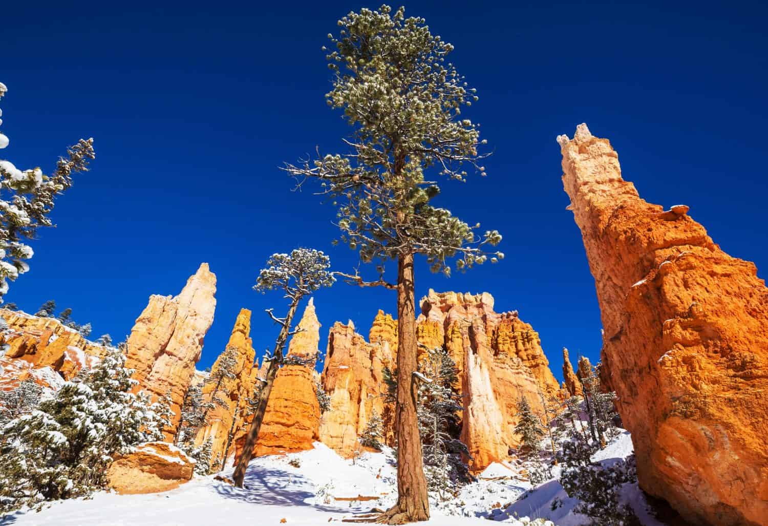 Pittoresche rocce rosa colorate del Parco Nazionale del Bryce Canyon nella stagione invernale, Utah, Stati Uniti