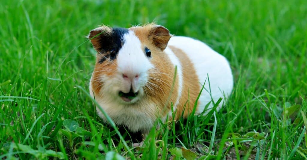 cavia fuori nell'erba