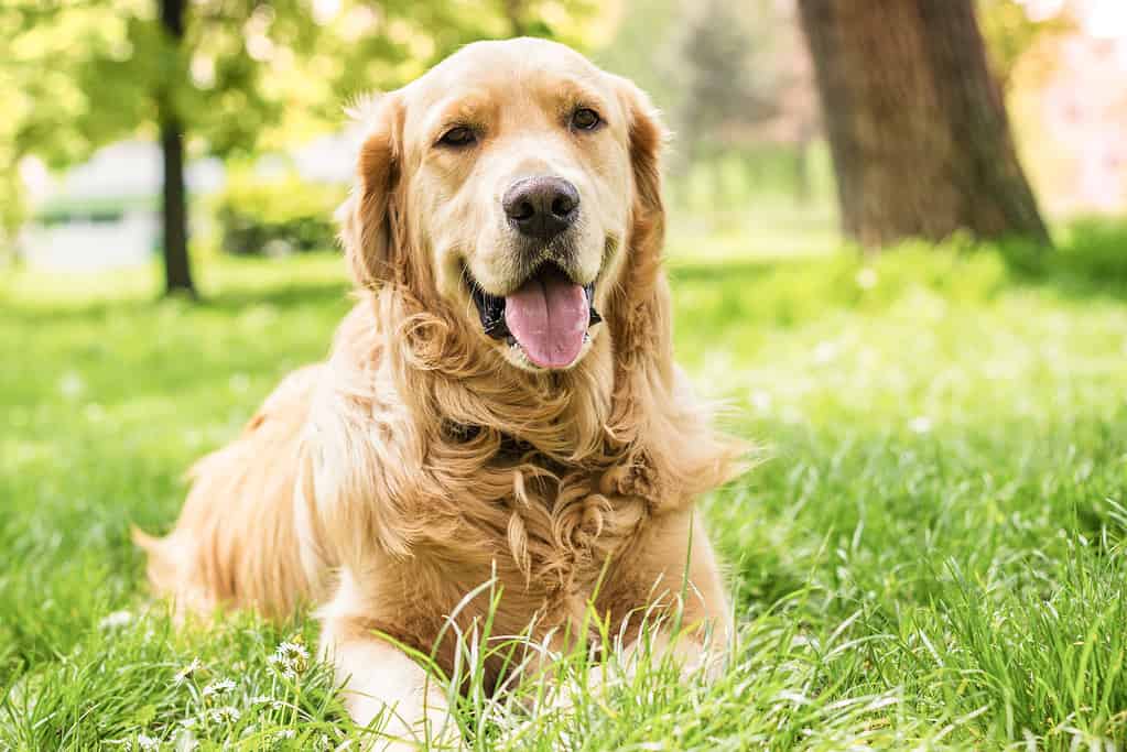 Ritratto del bellissimo Golden Retriever