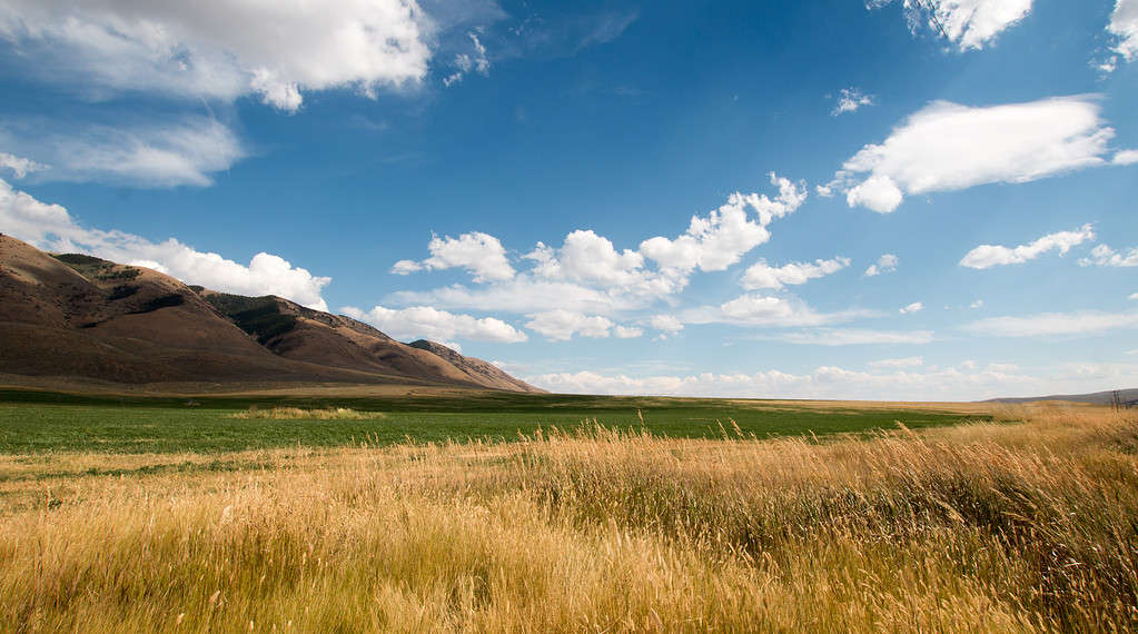 Campo di fieno e campo di grano di erba medica sotto nubi cumuliformi nel Wyoming USA