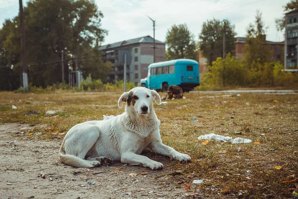 Cane selvatico senza casa nella vecchia zona radioattiva nella città di Pripyat - città fantasma abbandonata dopo il disastro nucleare.  Zona di esclusione di Chernobyl.