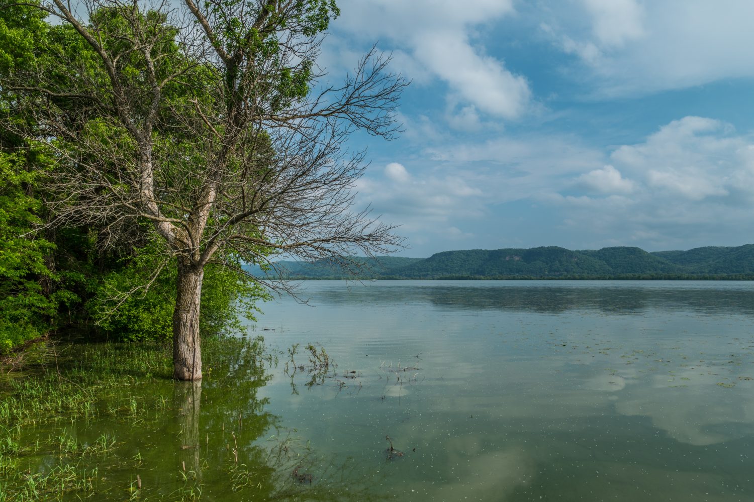 Inondazioni dovute alle precipitazioni sul fiume Mississippi che sommergono parzialmente un albero spoglio ed erbe alte e la riva del fiume con i boschi collinari sullo sfondo in una giornata soleggiata di tarda primavera