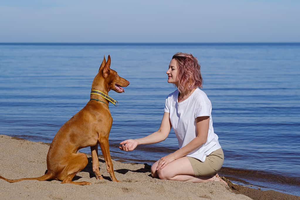 Il levriero di razza faraone con la proprietaria gioca e cammina nella natura.  Mare.  Cielo azzurro diurno.  Amicizia tra animale e uomo.