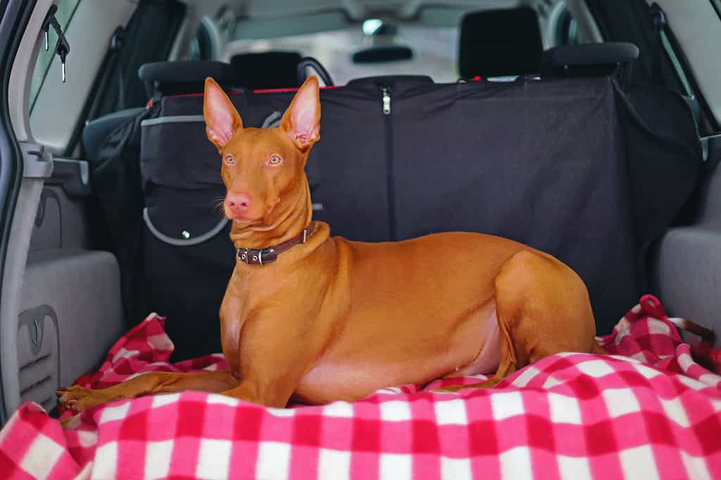 Adorabile segugio faraone con collare di cuoio sdraiato su una coperta rosa nel bagagliaio di un'auto