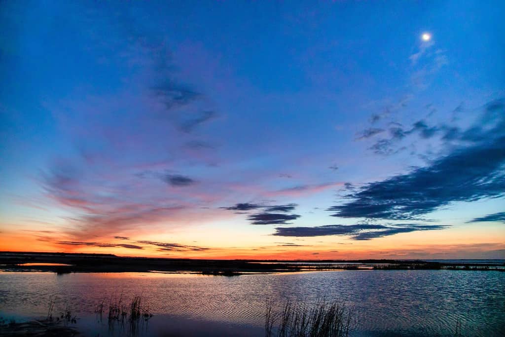 Aransas Bay in Texas fa parte della Central Flyway ed è uno degli ultimi luoghi di svernamento rimasti per le gru convulse selvatiche.