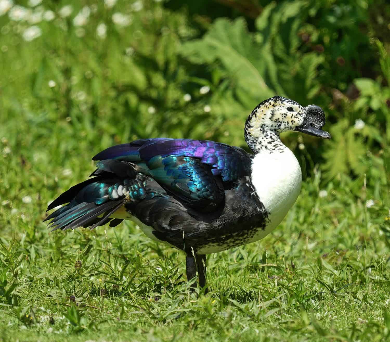 Anatra dal becco pomello (Sarkidiornis melanotos), maschio - (o anatra a pettine africana)