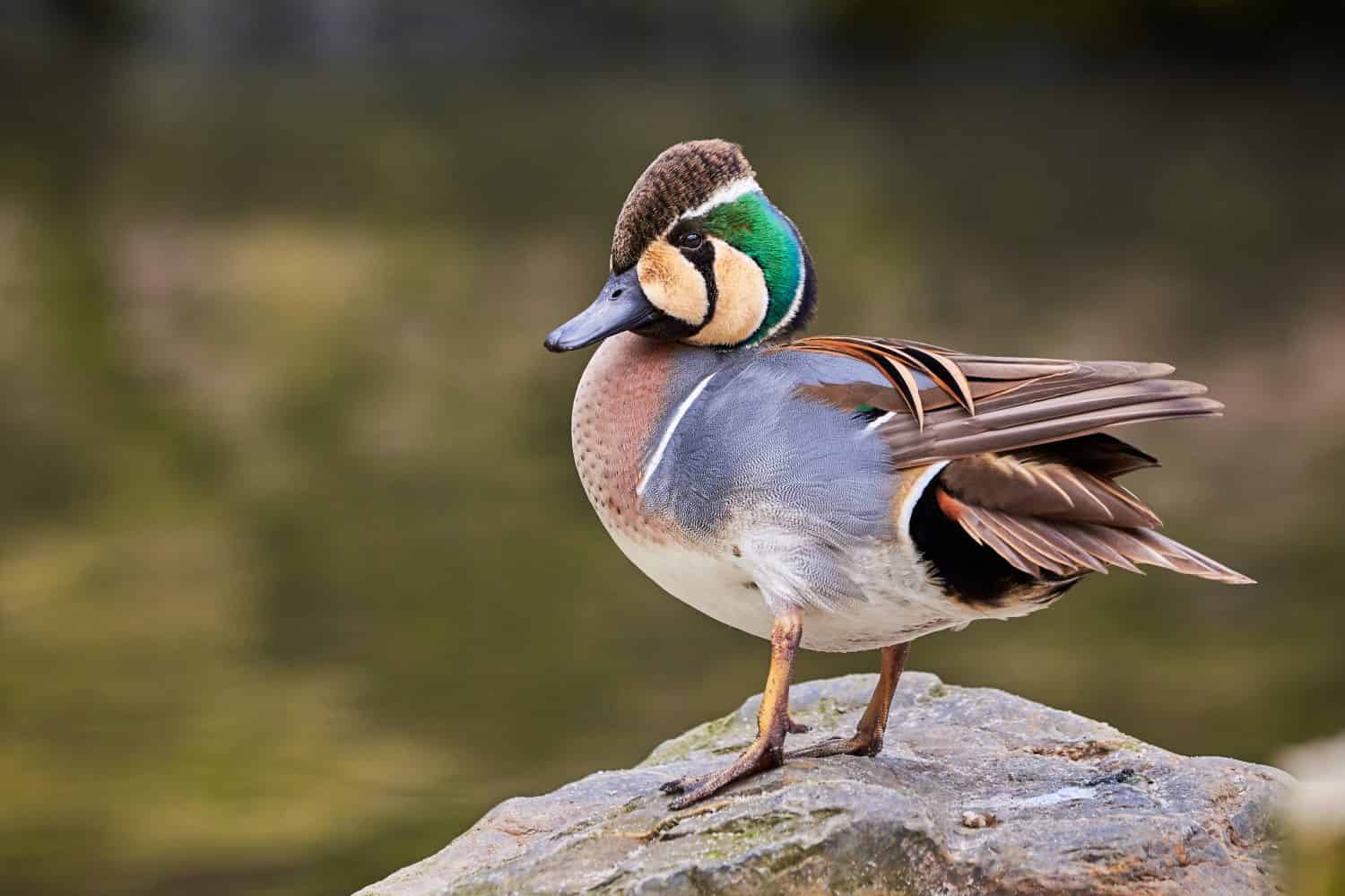 Baikal Teal, primo piano dell'uccello, (Anas formosa), anatra bimacolata